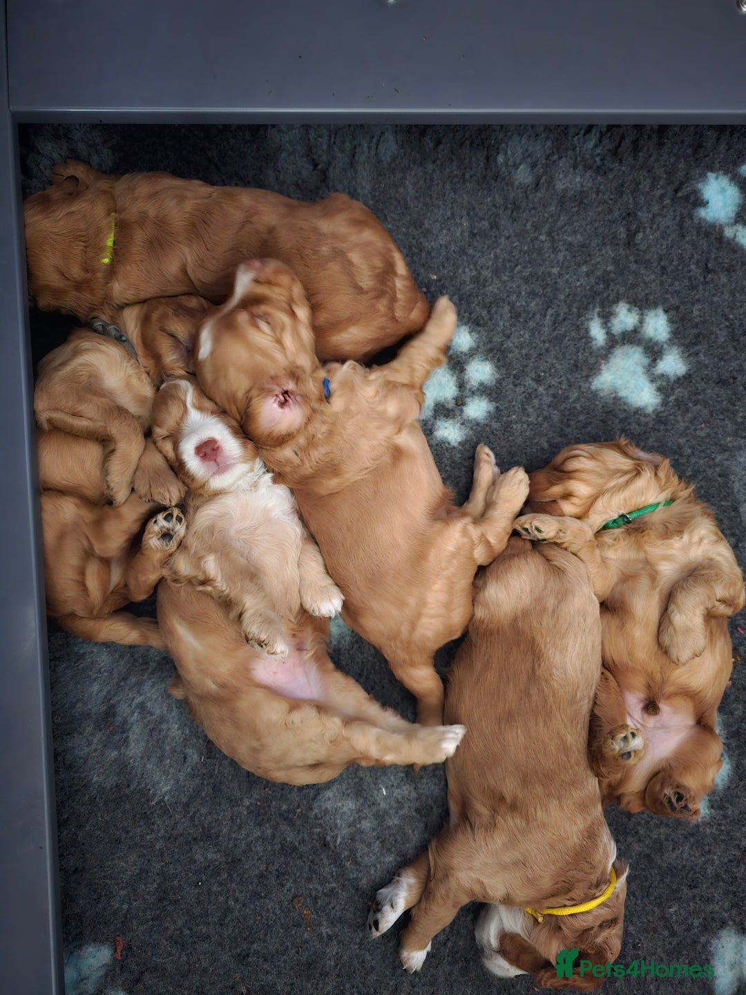Mixed Breed dogs for sale: F2 Cockapoo's  - Image 15