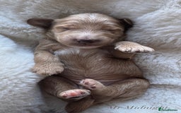 Australian Labradoodle dogs for sale: Australian Labdoodle  - Image 4