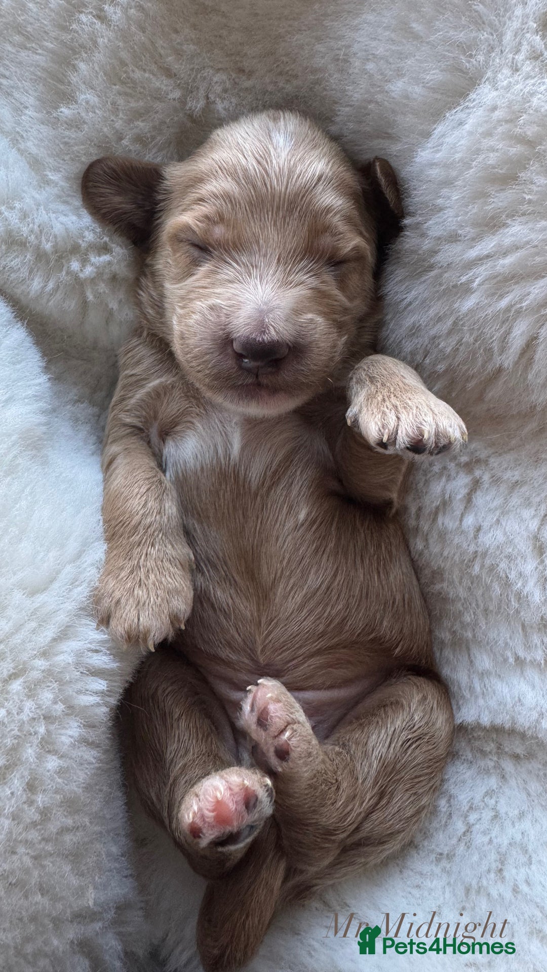 Australian Labradoodle dogs for sale: Australian Labdoodle  - Image 4