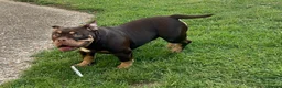 American Bully dogs for sale: Micro bully  - Advert 2