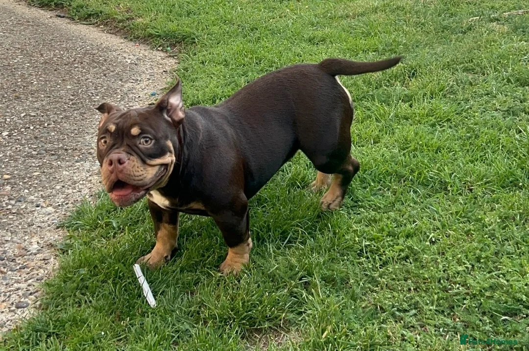 American Bully dogs for sale: Micro bully  - Advert 2