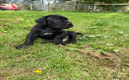 Cane Corso dogs for sale: Beautiful cane Corso puppies  - Image 20