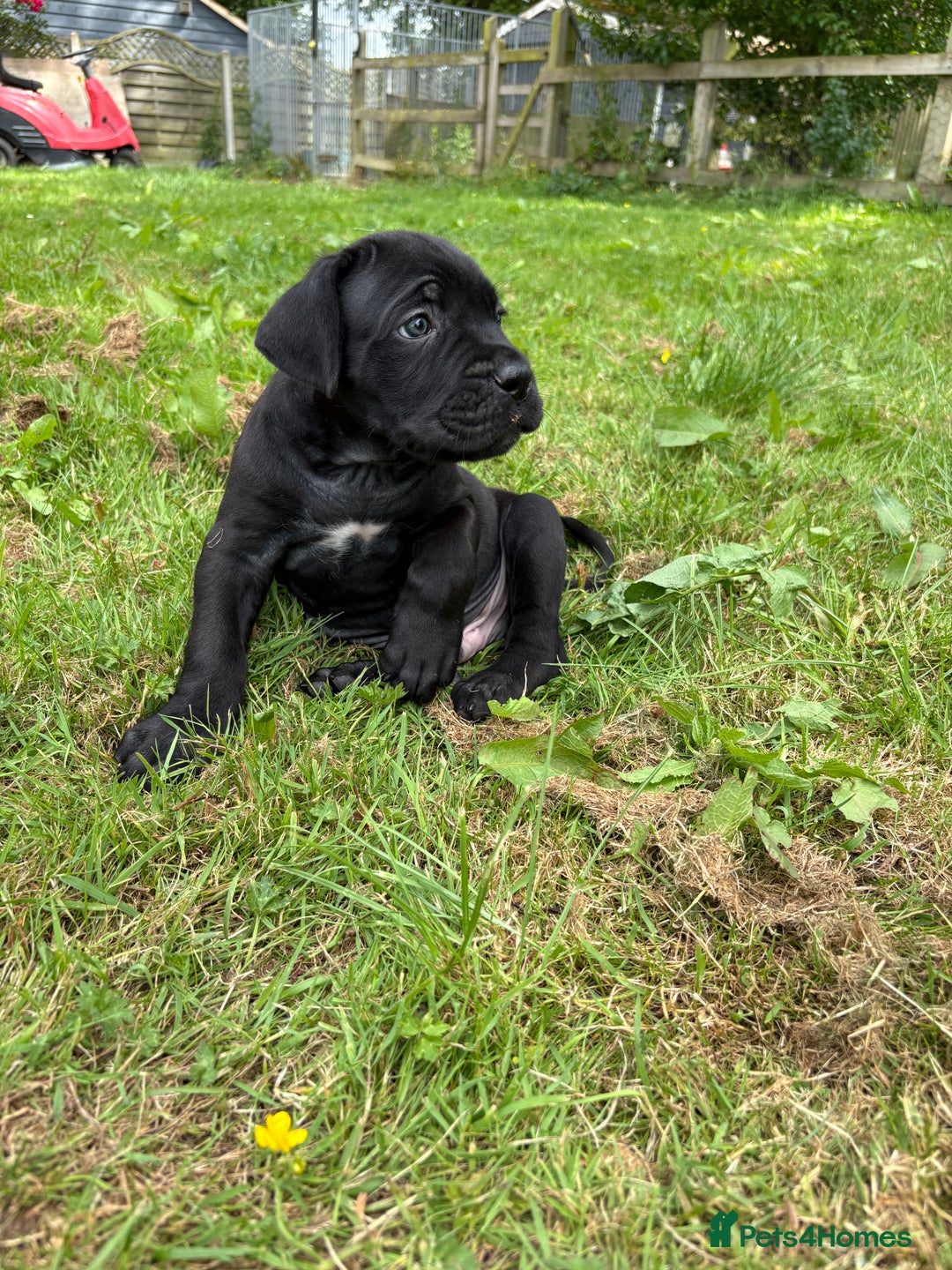 Cane Corso dogs for sale: Beautiful cane Corso puppies  - Image 20