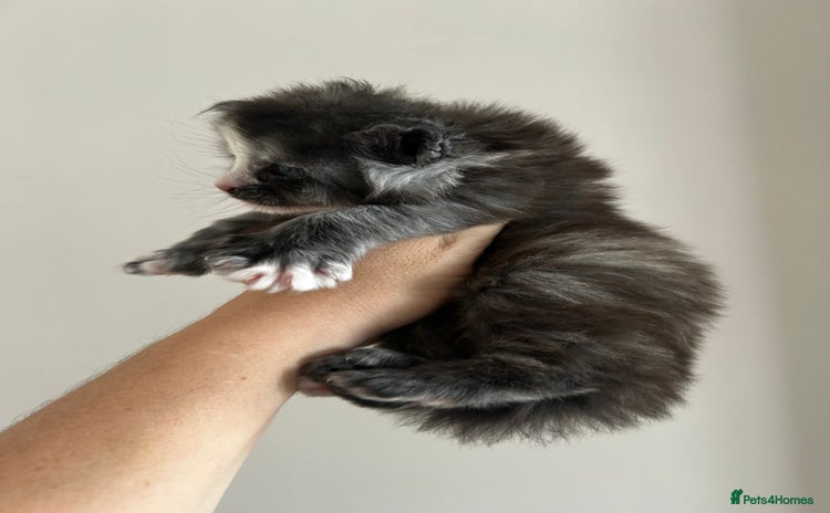 Maine Coon cats 2 stunning girls 1 polydactyl  - Advert 1