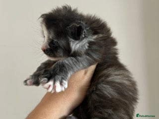 Maine Coon cats 2 stunning girls 1 polydactyl - Advert 1