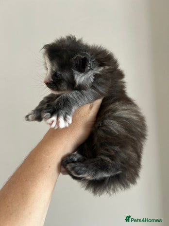 Maine Coon cats 2 stunning girls 1 polydactyl - Advert 5