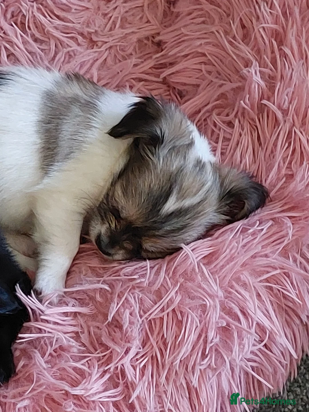 Chihuahua dogs for stud: Gorgeous long haired Boy for Stud in Coatbridge - Advert 4