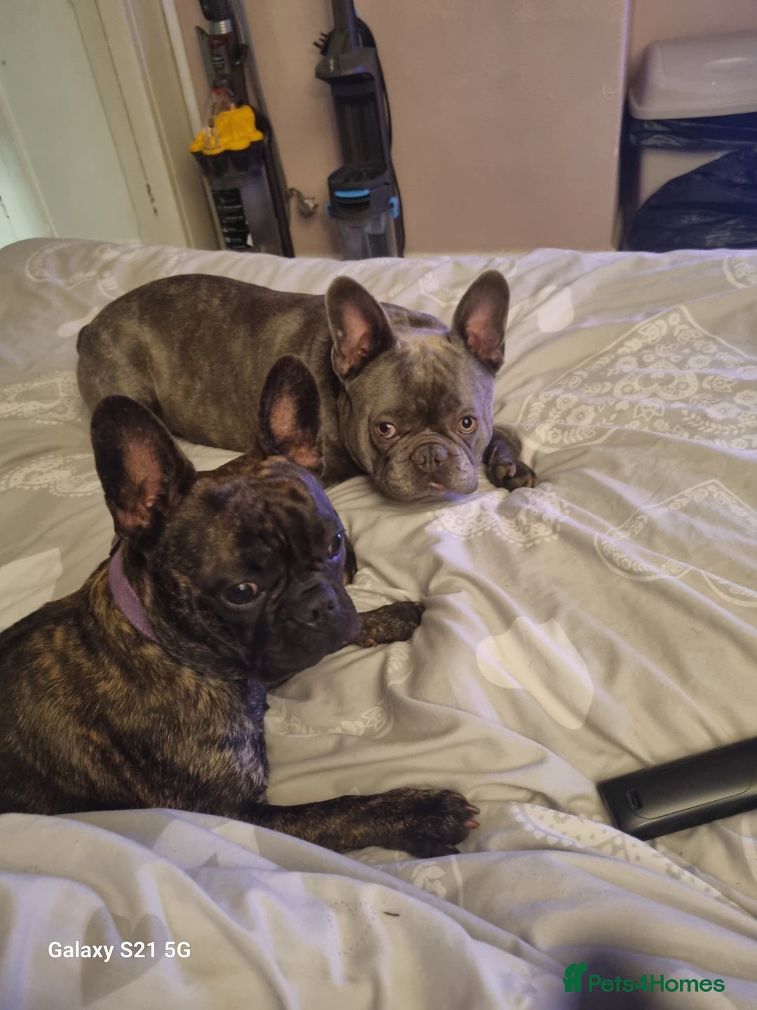 French Bulldog dogs for sale: French bulldogs for sale - Advert 5