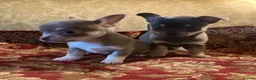 Chihuahua dogs for sale: Chihuahua puppies from licensed breeder - Advert 7