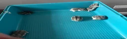 Hamster rodents for sale: Male and female dwarf Syrian hamsters  in Cardiff - Advert 3