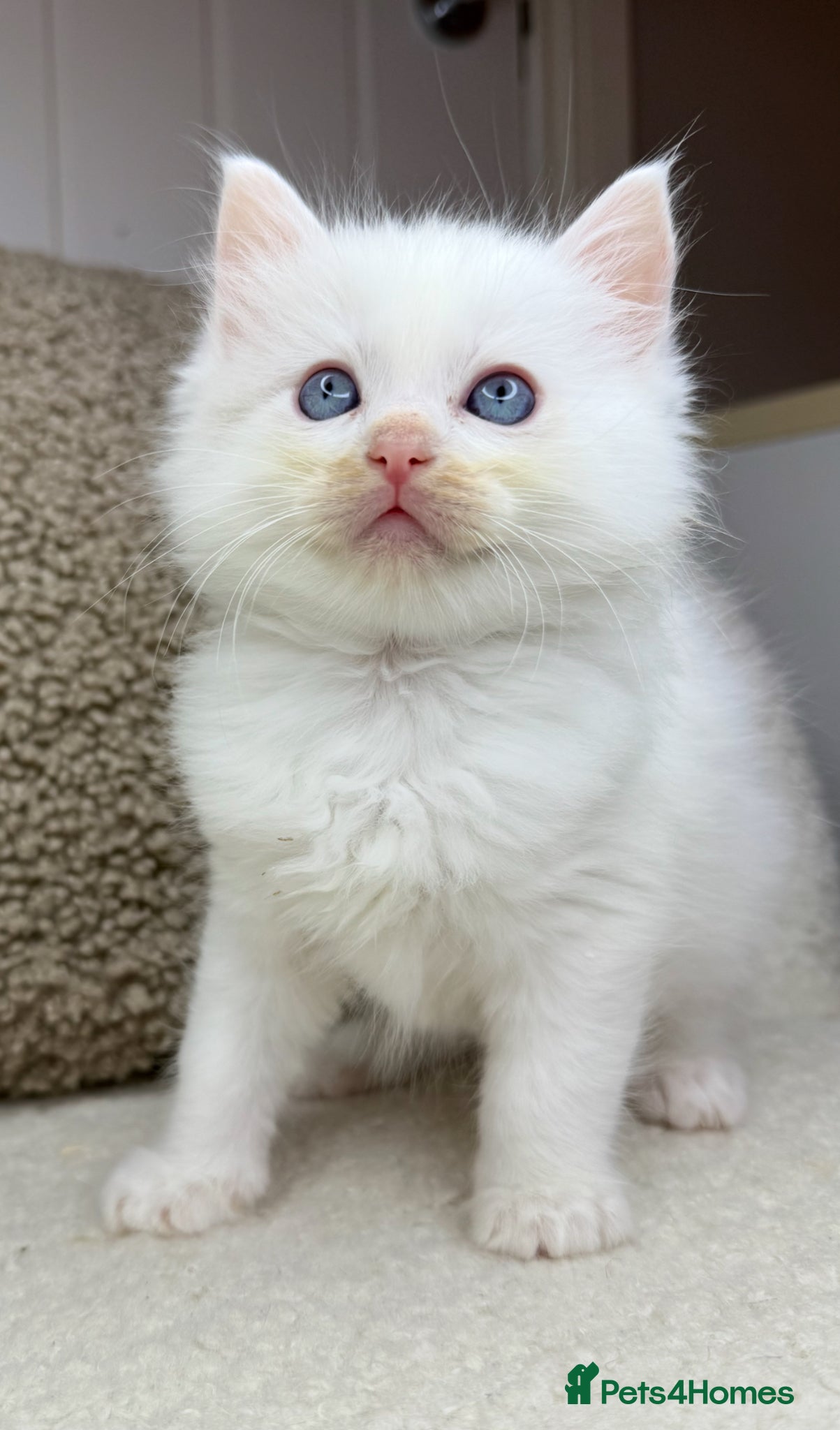 Ragdoll cats 3 male ragdolls left  ⭐️NOW TAKING VIEWINGS⭐️ - Advert 4