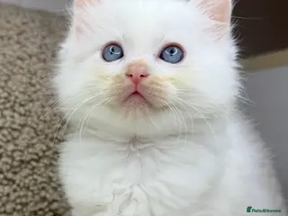 Ragdoll cats 3 male ragdolls left โญ๏ธNOW TAKING VIEWINGSโญ๏ธ - Advert 1