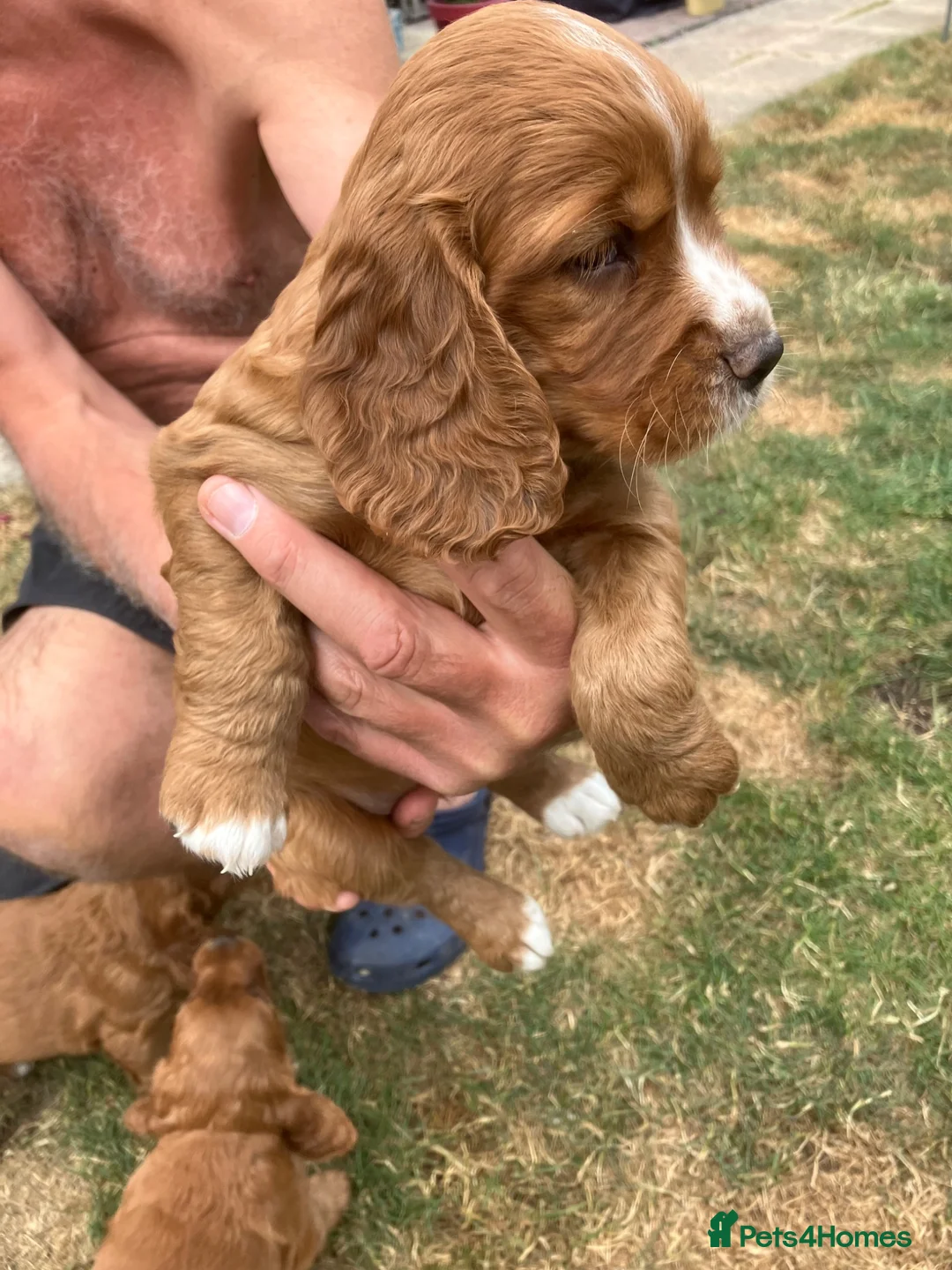 Cocker Spaniel dogs for sale: Working cocker spaniel pups for sale  in Sheffield - Advert 1