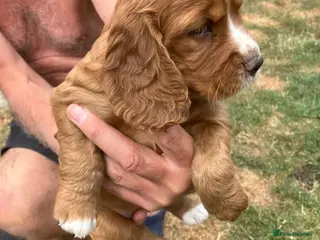 Cocker Spaniel dogs Working cocker spaniel pups for sale - Advert 1