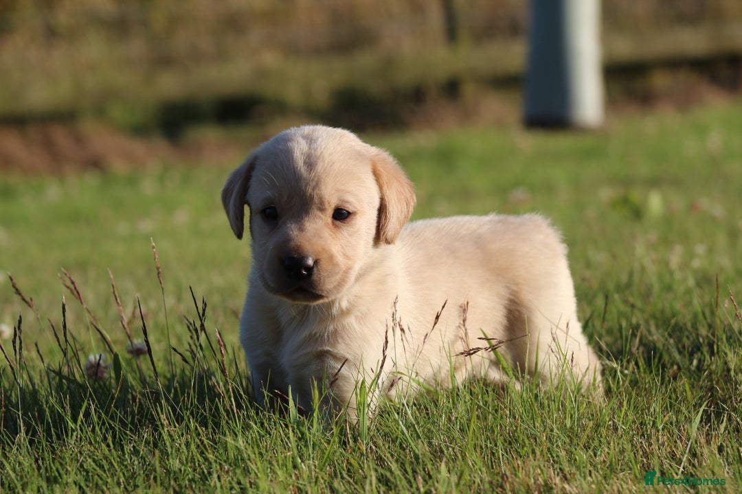 Labrador Retriever dogs for sale: Working Labrador Puppies  - Image 20