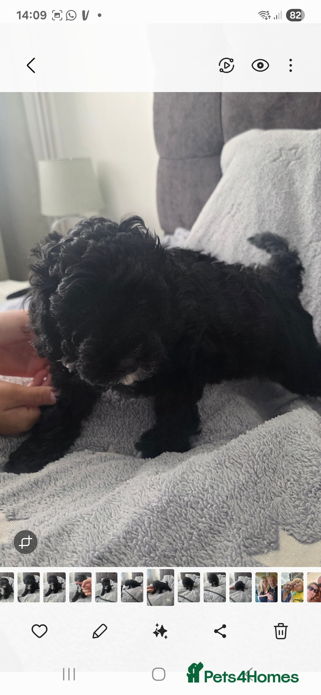 Cockapoo dogs for sale: BEAUTIFUL F1B COCKAPOO BABBIES  - Image 3