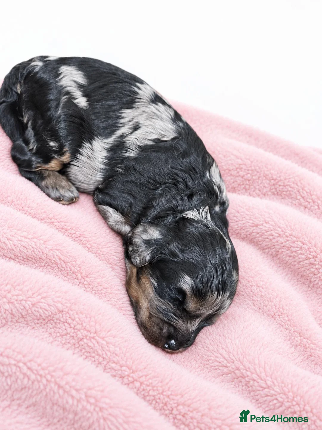Cavapoo dogs for sale: F1 Toy Cavapoos - Advert 2