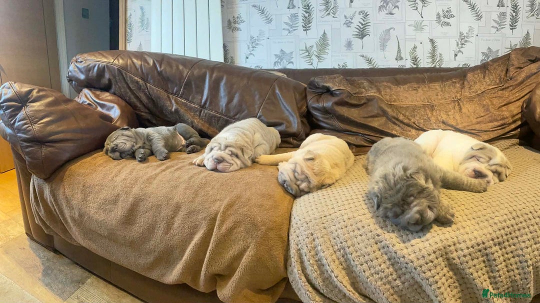 Shar Pei dogs for sale: 4 Shar pei puppies for sale - Advert 5