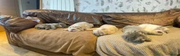 Shar Pei dogs for sale: 4 Shar pei puppies for sale - Advert 5