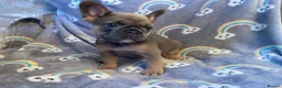 French Bulldog dogs for sale: Beautiful French Bulldog Puppies Fluffy Carriers - Advert 14
