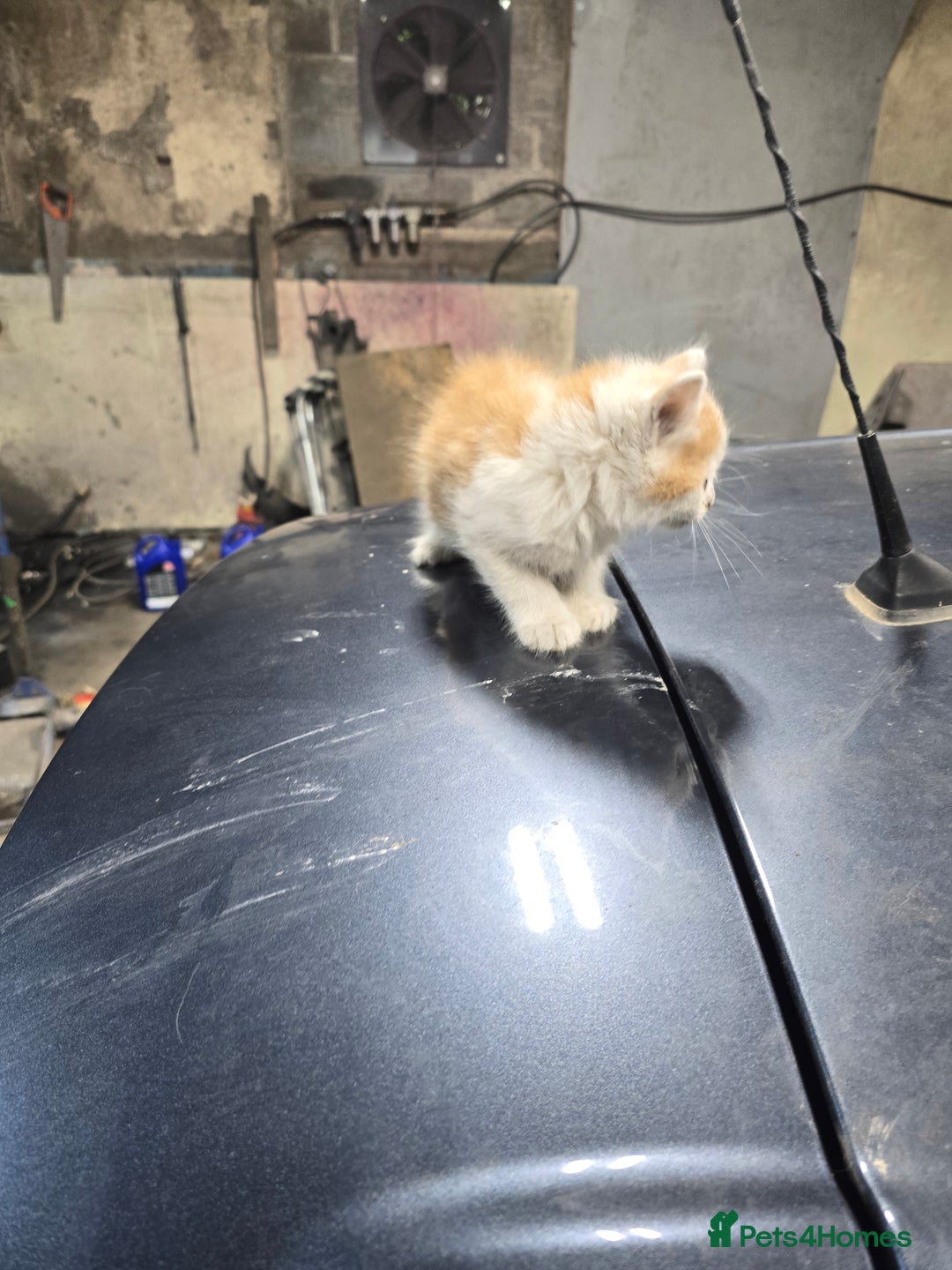 Ragcoon cats for sale: cats  - Image 9