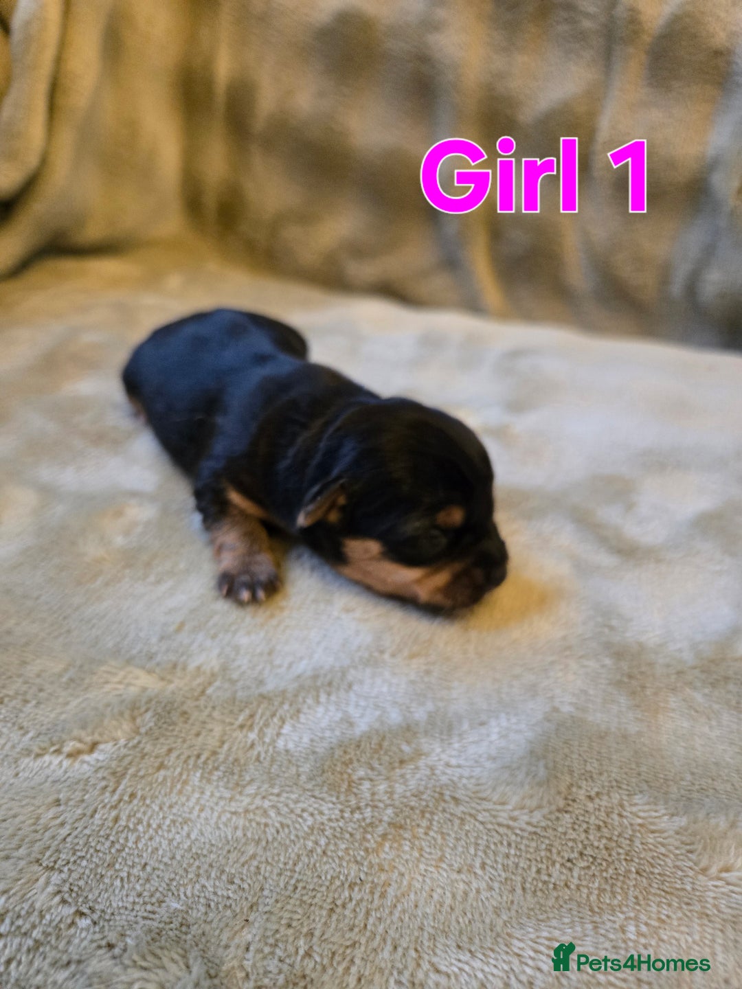 Yorkshire Terrier dogs for sale: Beautiful Miniature Yorkshire Terrier Puppies - Advert 6