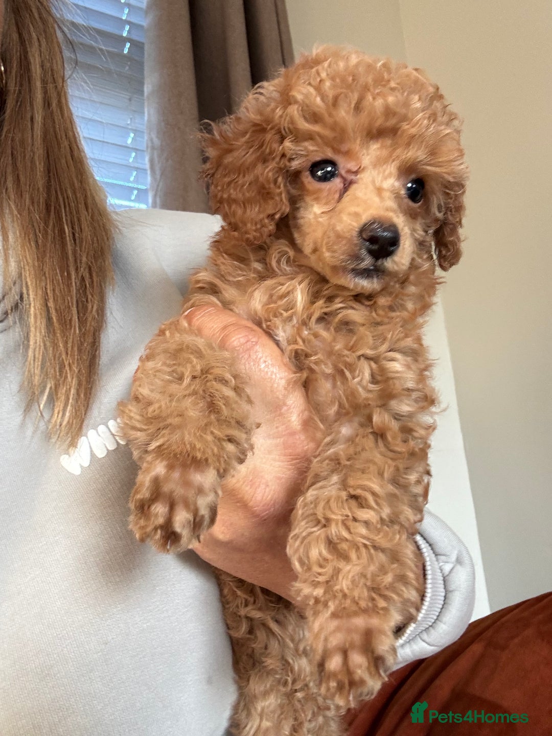 Toy Poodle dogs for sale: Last Toy Poodle girl 🐩 - Image 5