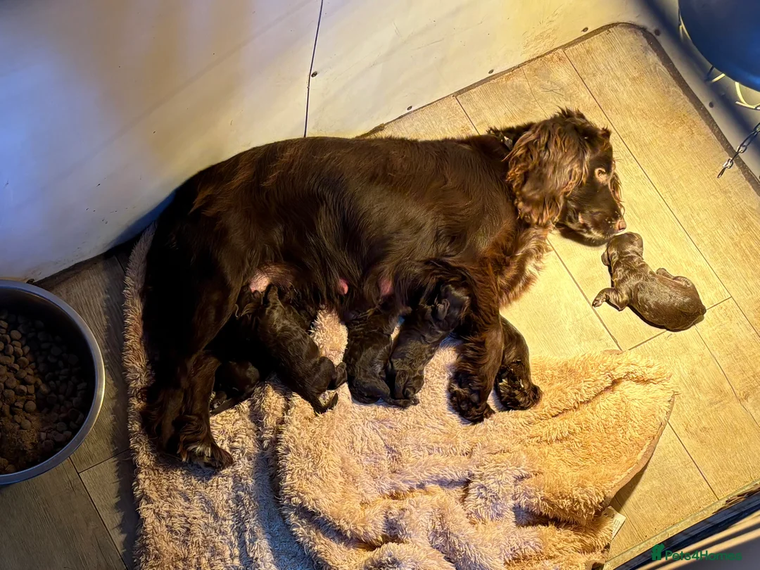 Cockapoo dogs for sale: F1 Cockapoo Pups - Advert 2