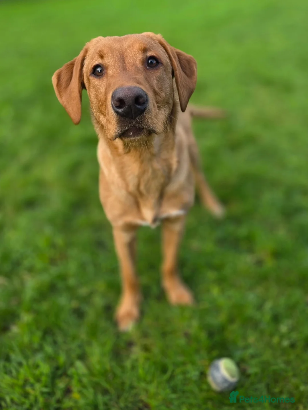 Labrador Retriever dogs for sale: Fox red lab - Advert 4