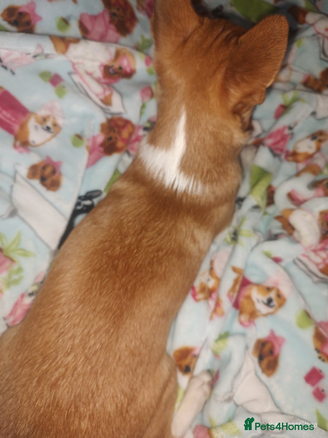 Chihuahua dogs for sale: Adorable Loving hand reared ready now Chihuahuas - Advert 25