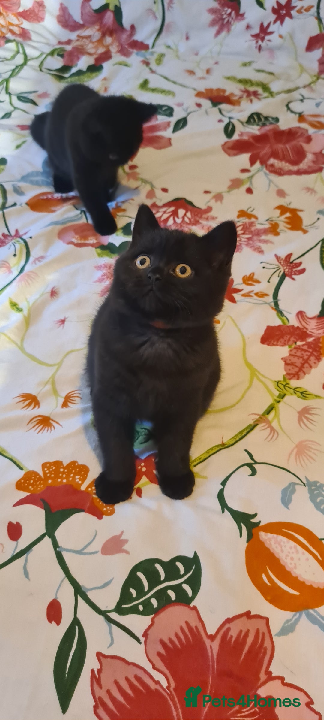 British Shorthair cats for sale: British shorthair black and blue kittens - Advert 35