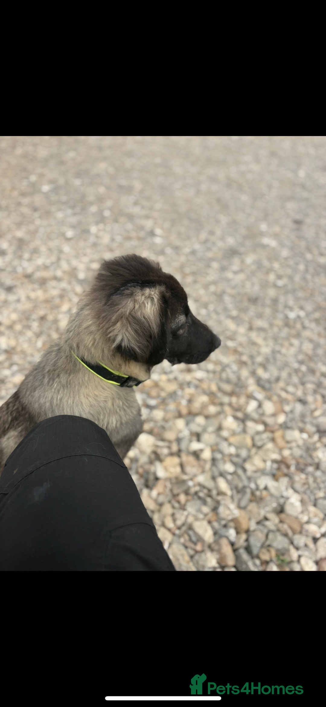 Turkish Kangal dogs for sale: Turkish kangal Bear  - Image 3