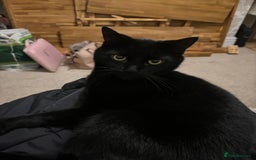 British Shorthair cats for sale: All Black Male Indoor Cat - Image 4