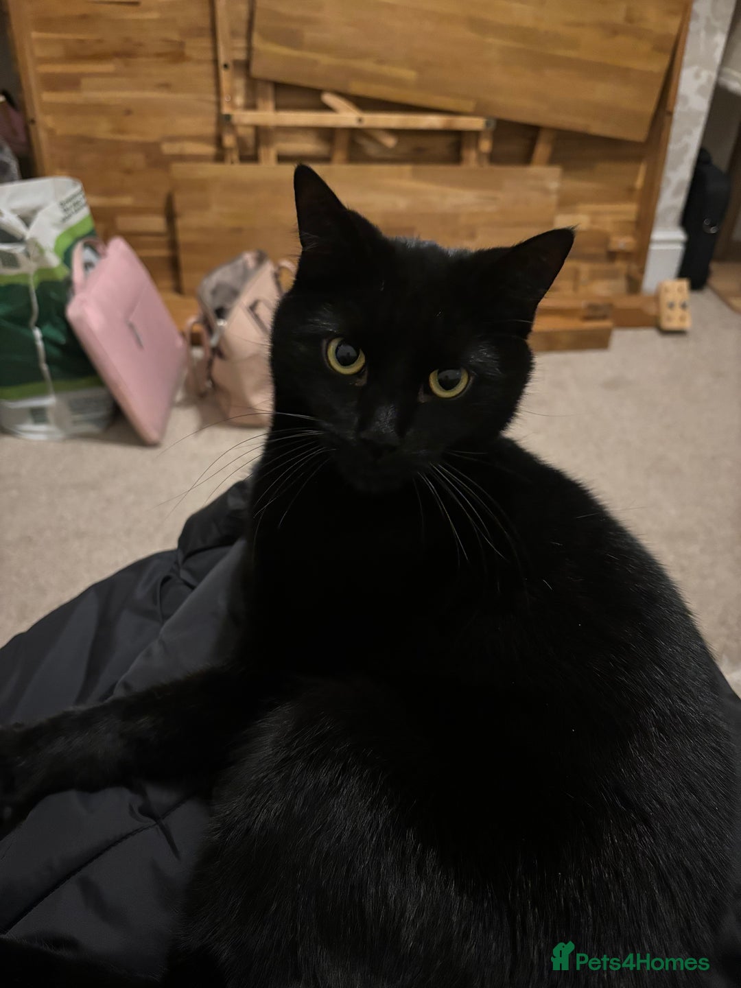 British Shorthair cats for sale: All Black Male Indoor Cat - Image 4