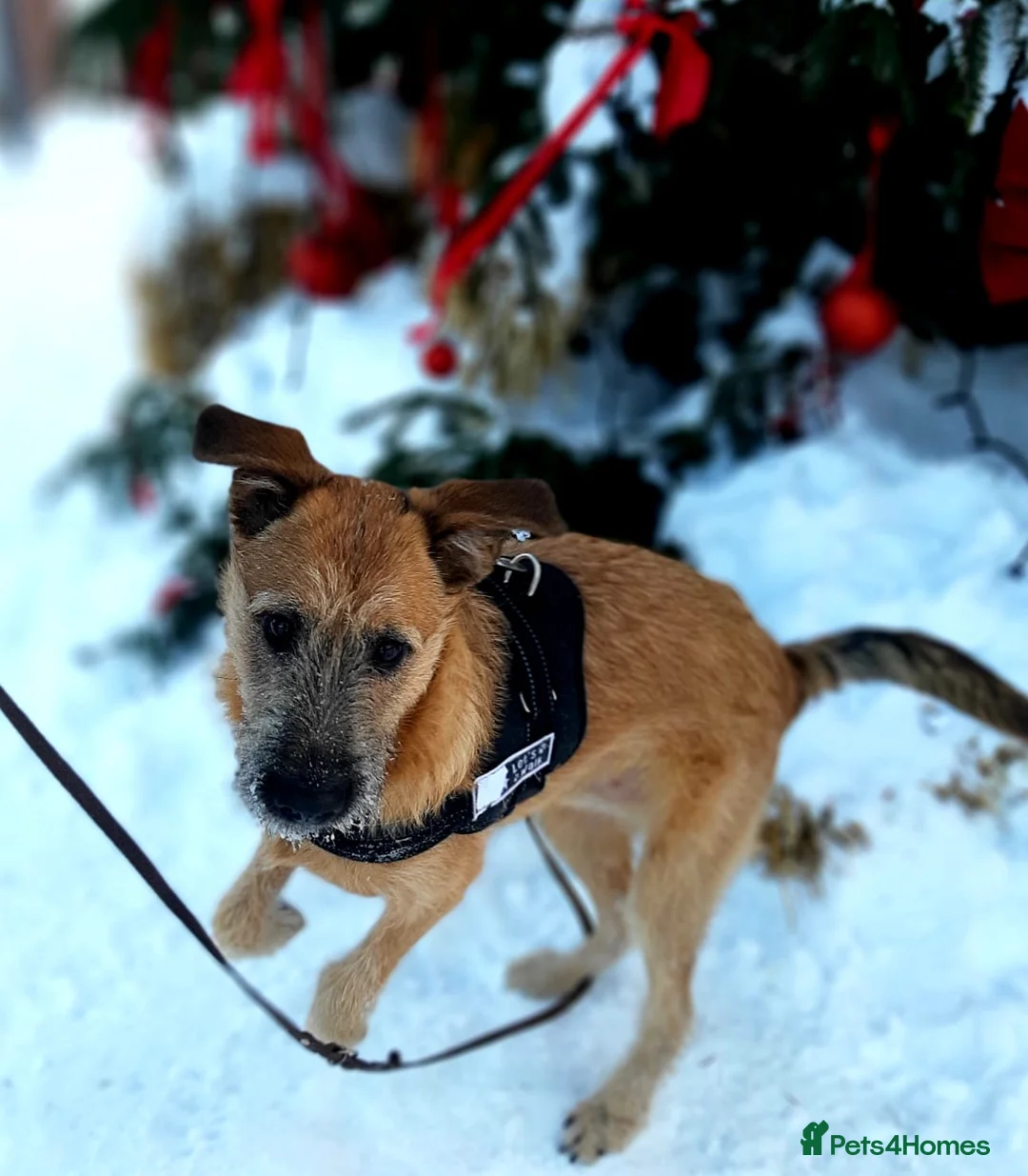 Mixed Breed dogs for adoption: 💙NIKE💙7 month old boy who lives with 17 cats🐱😍 - Advert 6