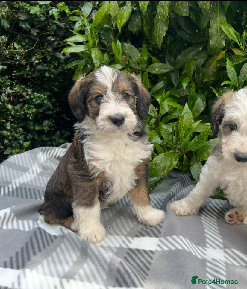 Bordoodle dogs F1 Bordoodle, rare sable, Guarantees & DNA tested - Advert 1