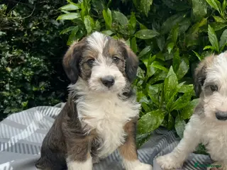 Bordoodle dogs F1 Bordoodle, rare sable, Guarantees & DNA tested - Advert 15