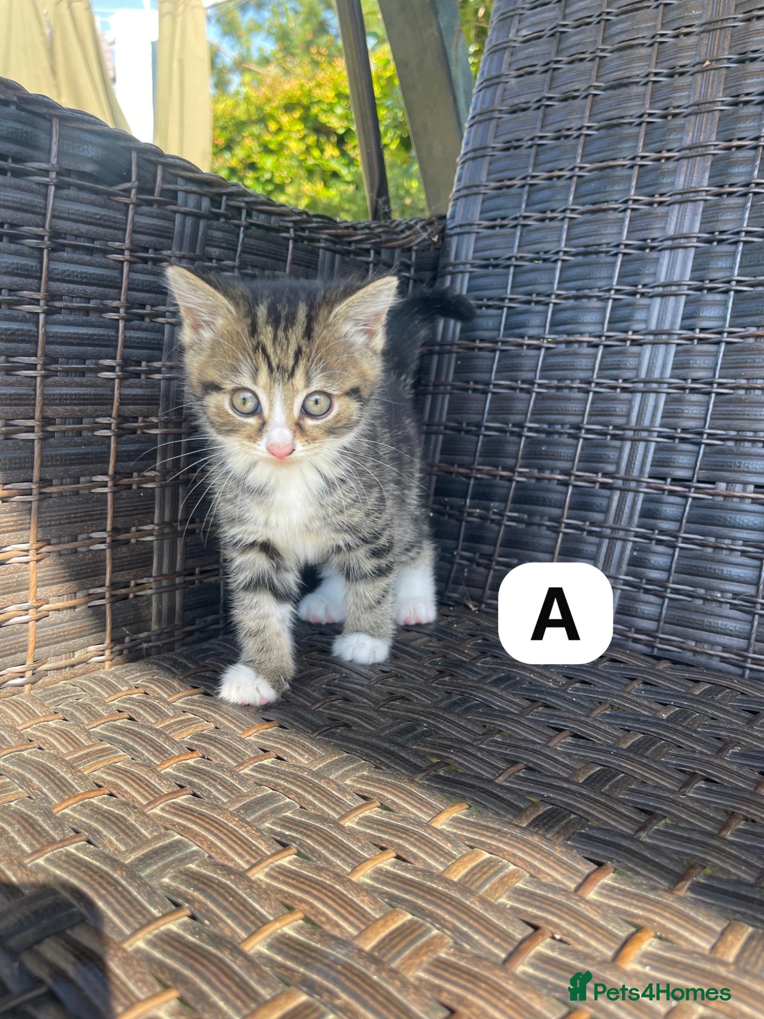 Ragdoll cats 🐾 Adorable Ragdoll x Tabby Kittens – £395 Each 🐾 - Advert 2