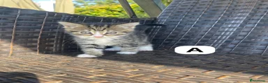 Ragdoll 1