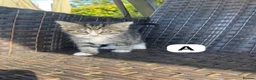 Ragdoll cats for sale: 🐾 Adorable Ragdoll x Tabby Kittens – £395 Each 🐾 in Chesham - Advert 2