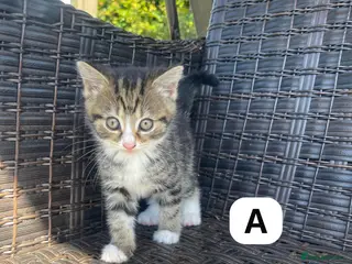 Ragdoll cats 🐾 Adorable Ragdoll x Tabby Kittens – £395 Each 🐾 - Advert 2