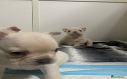 French Bulldog dogs for sale: Frenchie puppies  - Image 5