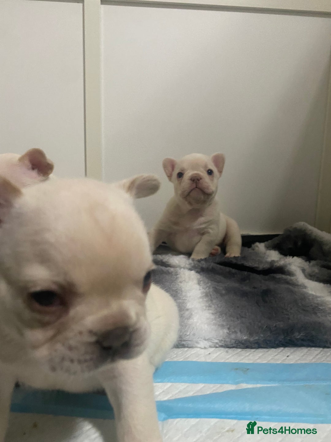 French Bulldog dogs for sale: Frenchie puppies  - Image 5