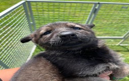 German Shepherd dogs for sale: German Shepherd Pups  - Image 10