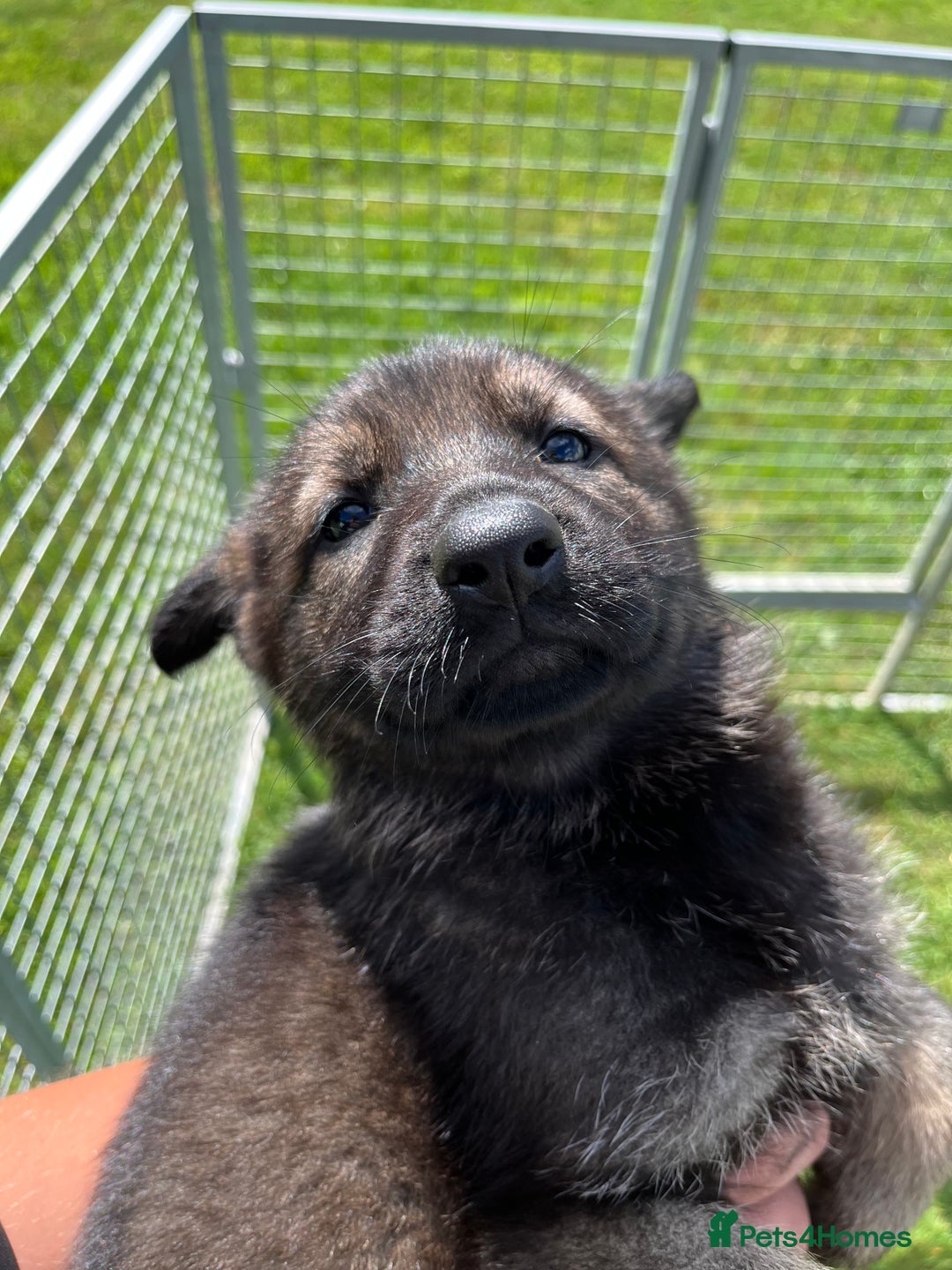 German Shepherd dogs for sale: German Shepherd Pups  - Image 10