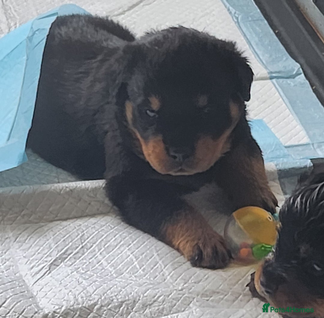 Rottweiler dogs for sale: Rottweiler puppies - Image 4