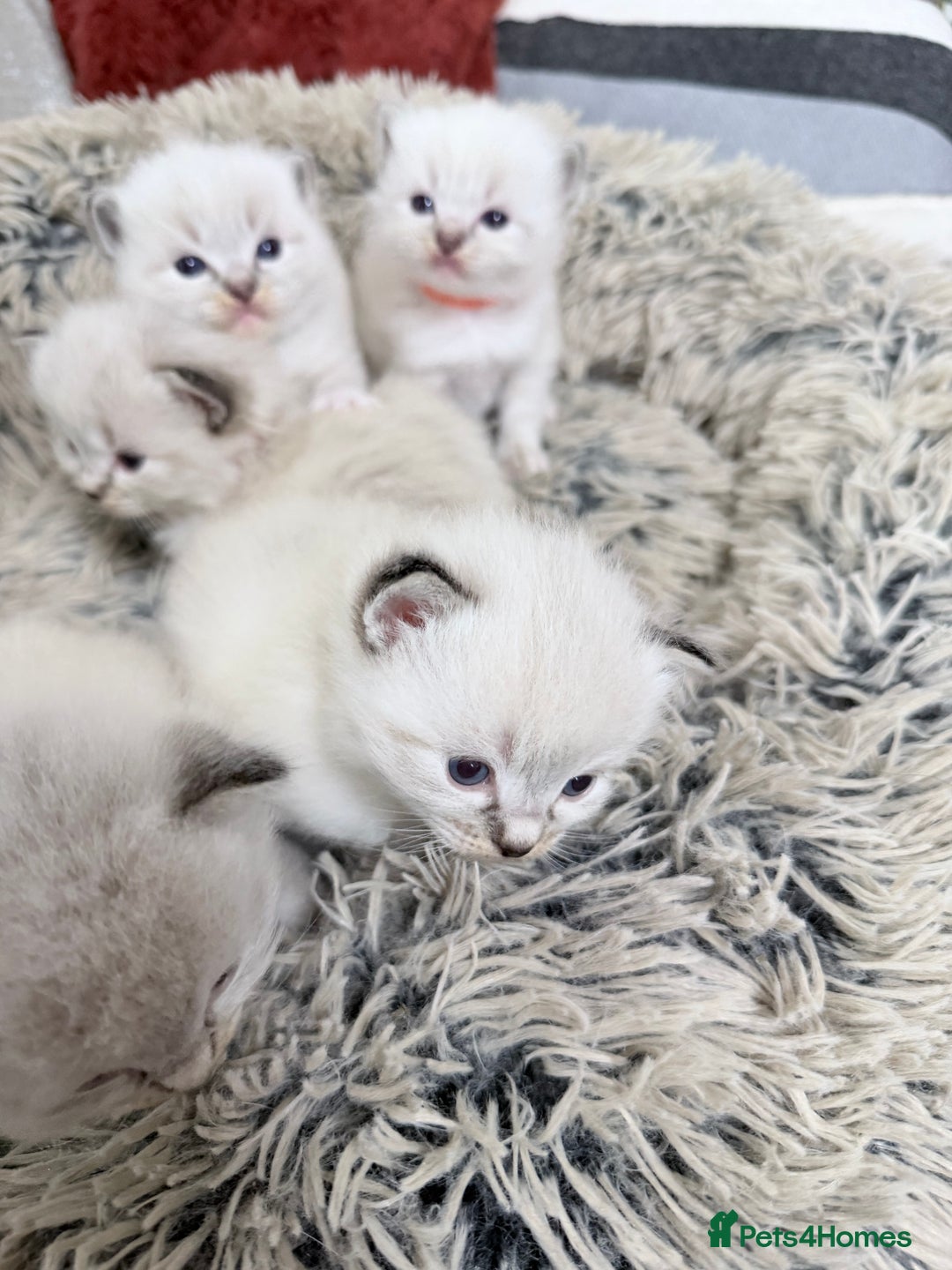 Ragdoll cats for sale: Special Ragdoll babies  - Advert 21