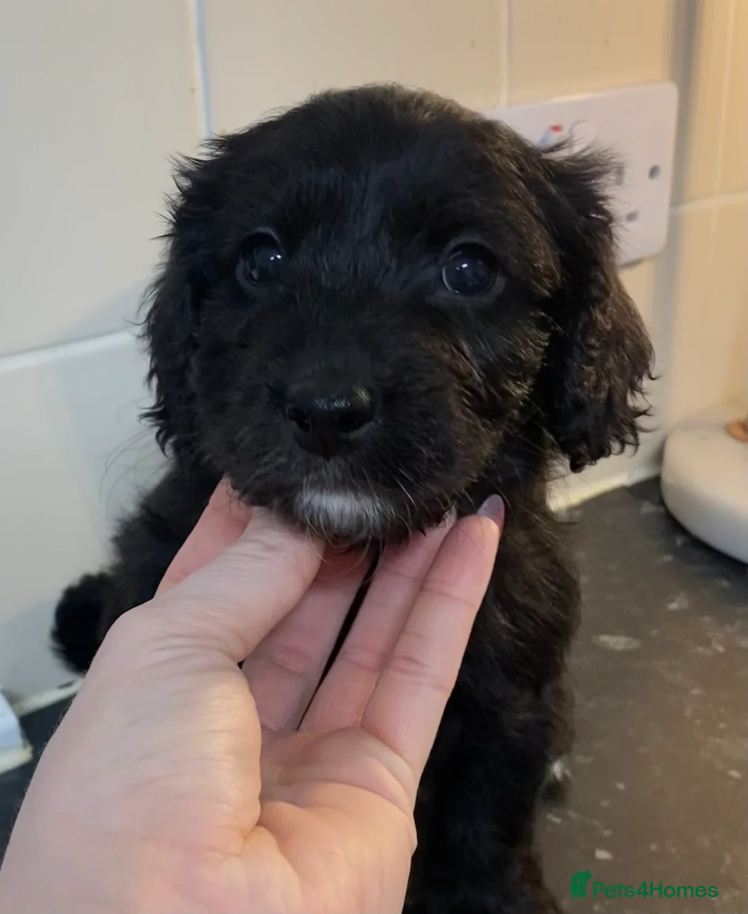 Cockapoo dogs for sale: Beautiful F2 Cockapoo puppies 🏡🐶  - Advert 24