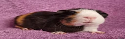 Guinea Pig rodents for sale: Beautiful Male Baby Guinea Pigs for sale  - Advert 2
