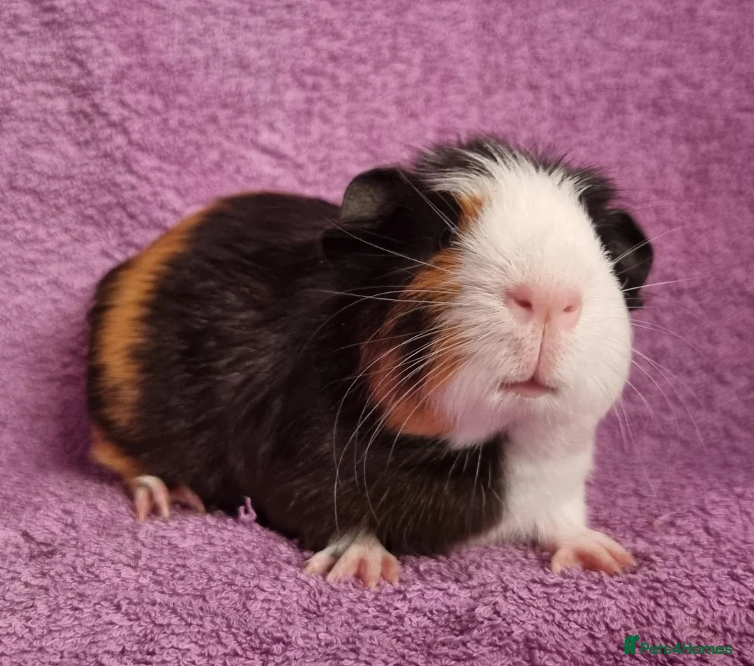 Guinea Pig rodents for sale: Beautiful Male Baby Guinea Pigs for sale  - Advert 2